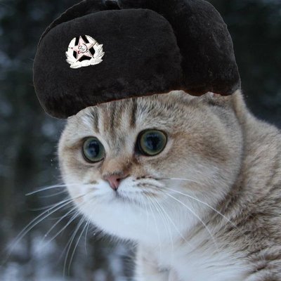 Russian Comrade Cat wearing Ushanka. Cyka Blyat!